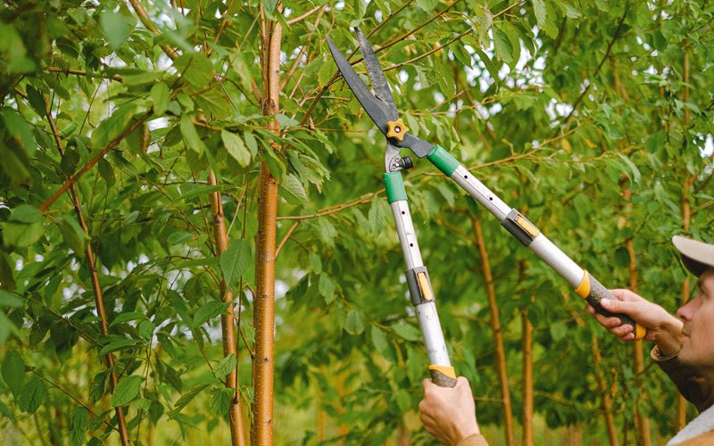 Tree trimming in Moxee, WA
